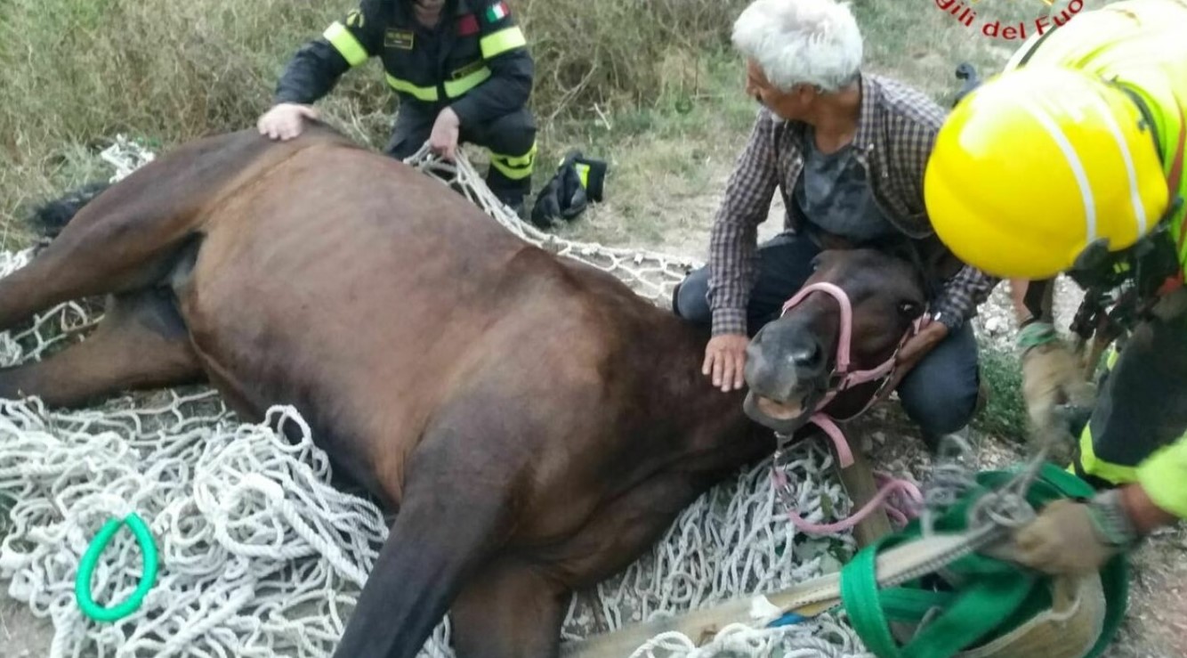 Verona: scivolone con lieto fine per un cavallo e la sua amazzone