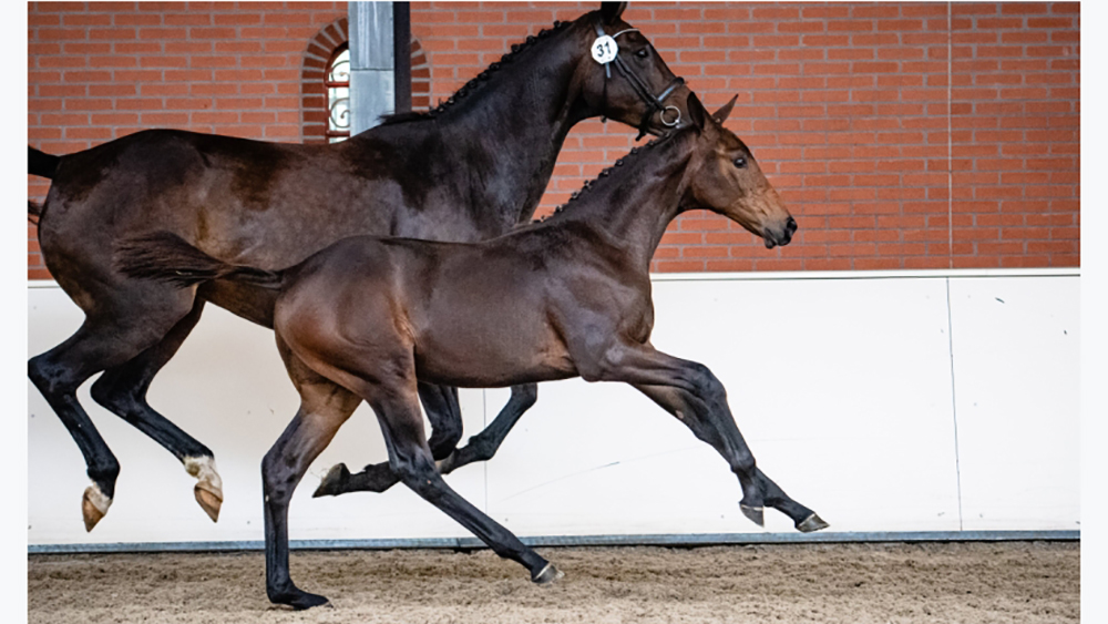 The fifth edition of KWPN Online Foal Auction