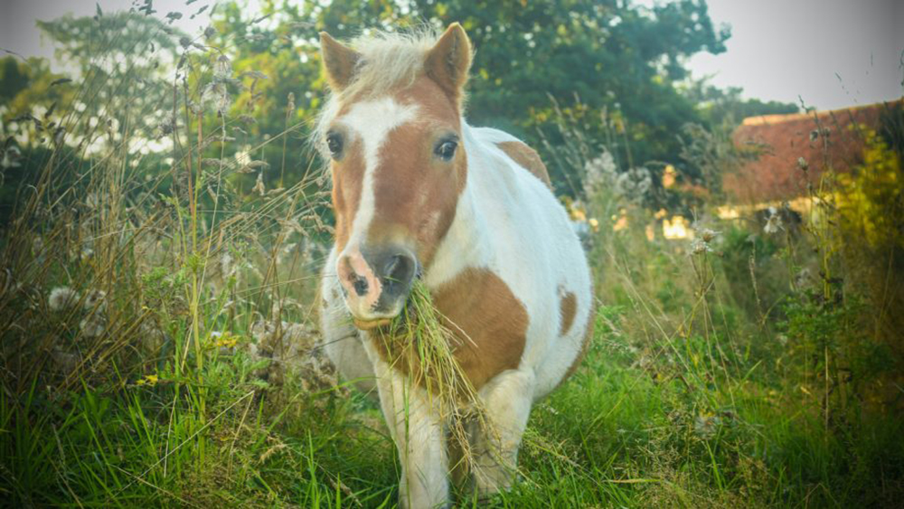 Record: mezzo secolo di pony!