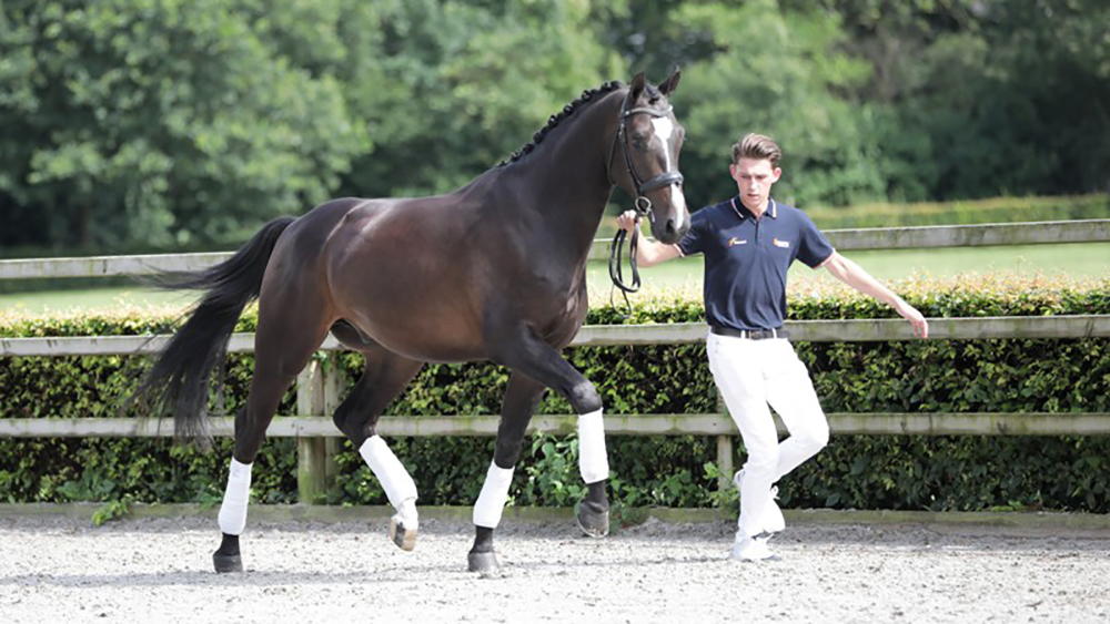 Kwpn: 3 and 4 Year-Old Auction launched