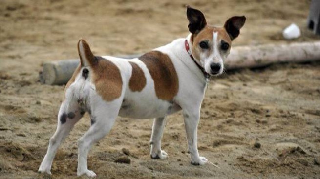 Giustizia per Gina: condannato chi uccise la Jack Russell