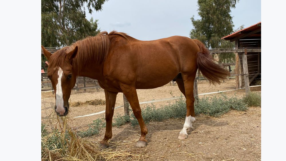Restituite Primo Sole, cavallo rubato a Roma