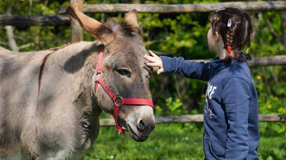 Murafestival: cavalli, asini e arte per tutti!