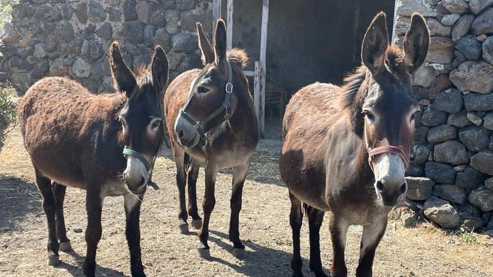 L’asino Pantesco è tornato a casa