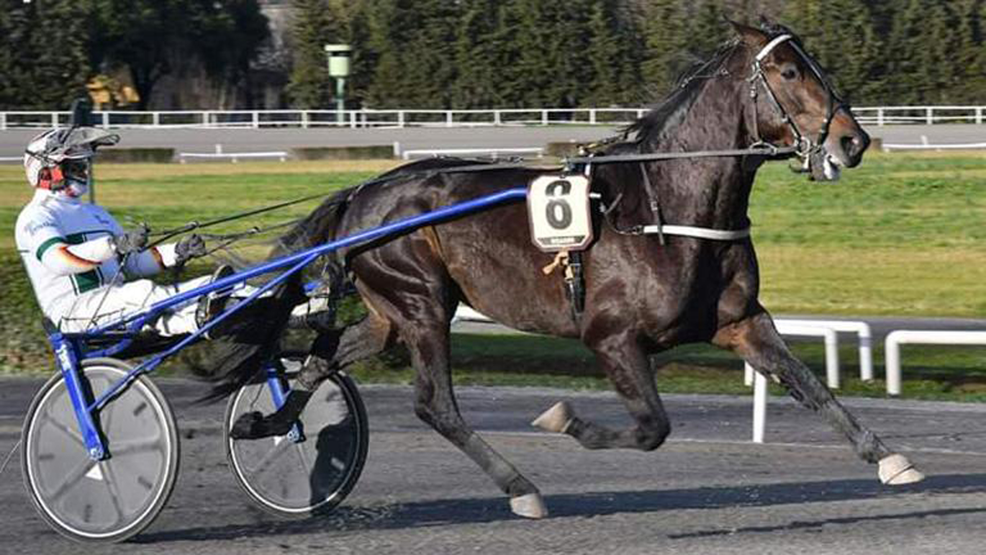 Domenica di grandissimo trotto con il GP Lotteria di Agnano