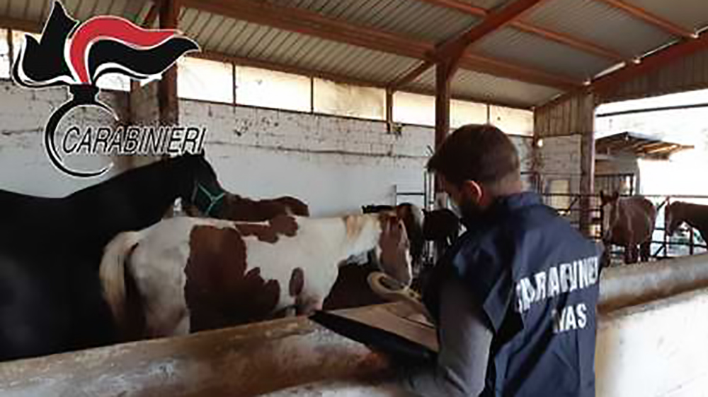 Blitz in Molise. Sotto sequestro 35 cavalli