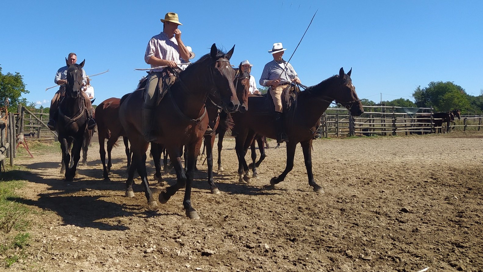 Prospettive di Maremma: sguardo sulla vita di un cavallo da lavoro