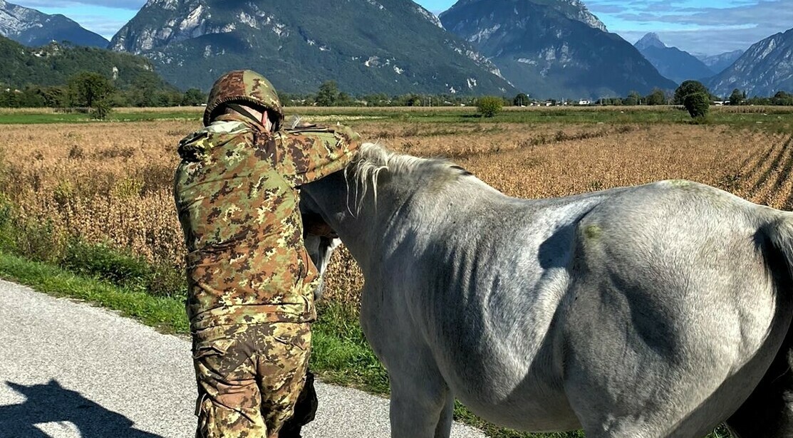 Udine: il cavallo ‘bianco’ c’è, manca solo il principe!