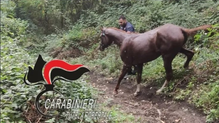 Napoli, altro cavallo evaso e fortunato!