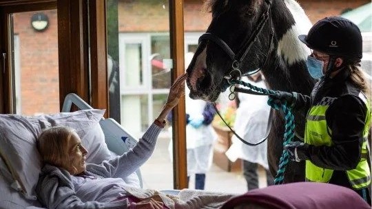 Un saluto per sempre: da Jan al cavallo Bob, e ai piccoli Monty e Rowley