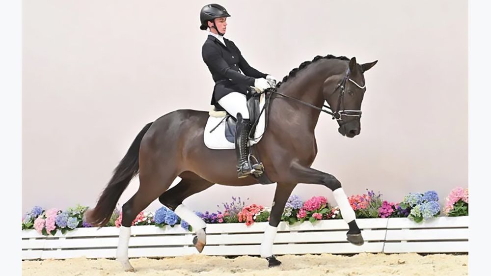 Fall Elite Auction a Vechta: top price da 450mila euro