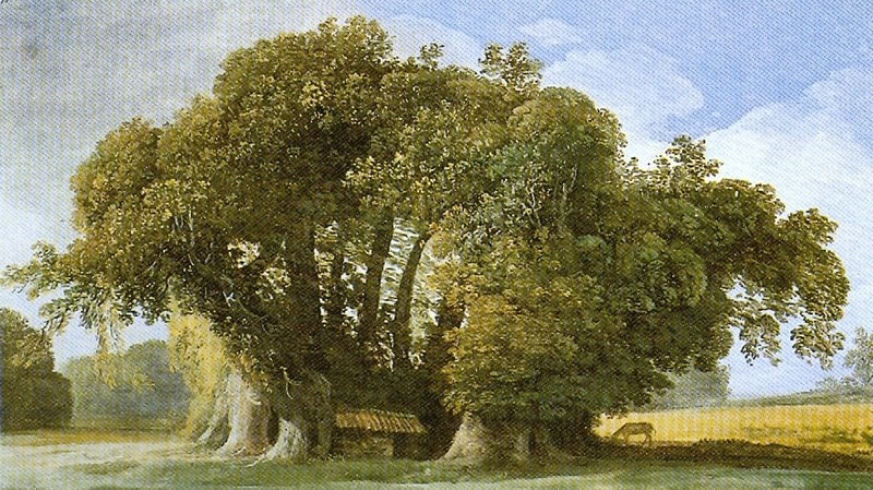 Il Castagno dei  100 cavalli: adesso è anche ‘Tree of the year 2021’