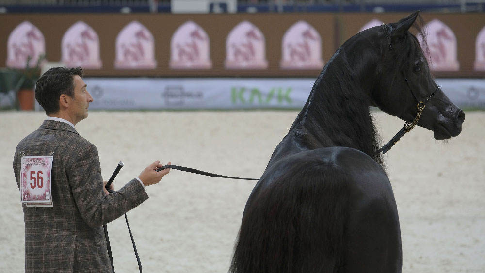 Sabato e domenica a Fieracavalli