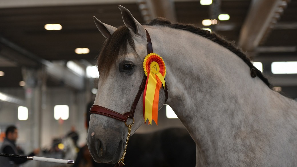 Fieracavalli 2021, tutto è pronto per il secondo round