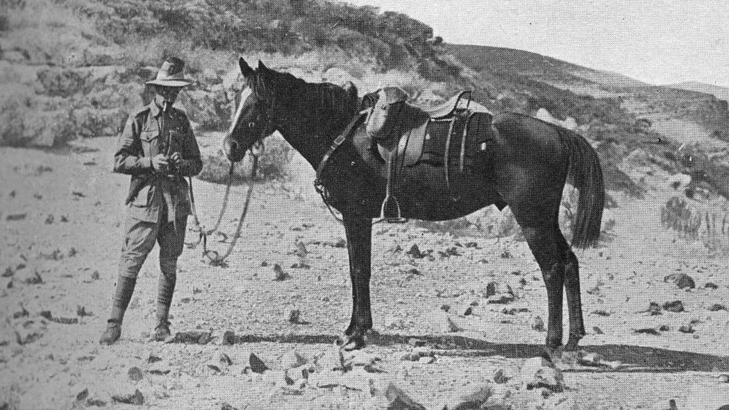 Bill the Bastard, cavallo da battaglia Aussie