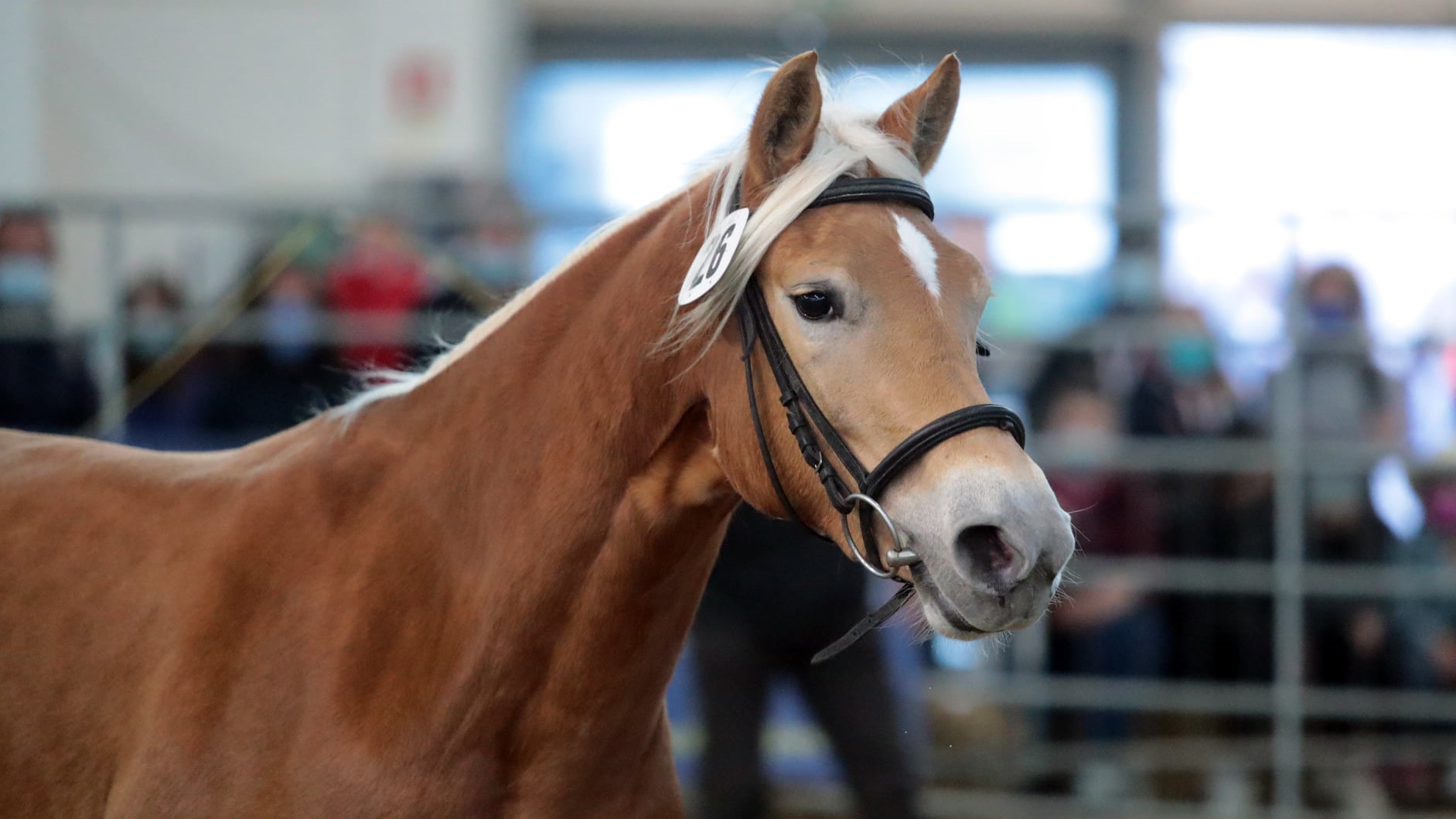 Haflinger: i campioni di Fieracavalli Verona 2021