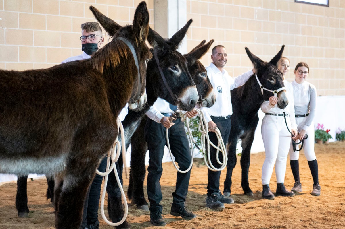 1638855778424 asini 1