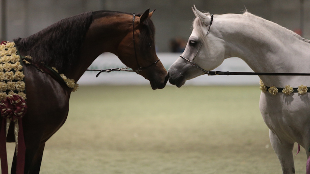 Il benessere del cavallo sportivo e le superfici in gomma riciclata