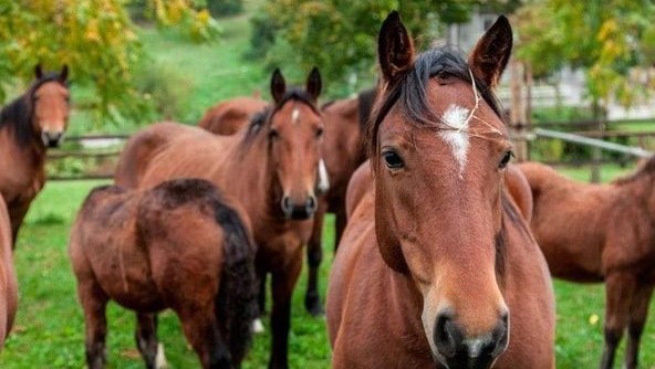 Cavallo del Catria: Cantiano raddoppia?
