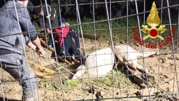 Palermo: cavallo cade in un pozzo, indovinate chi lo salva?