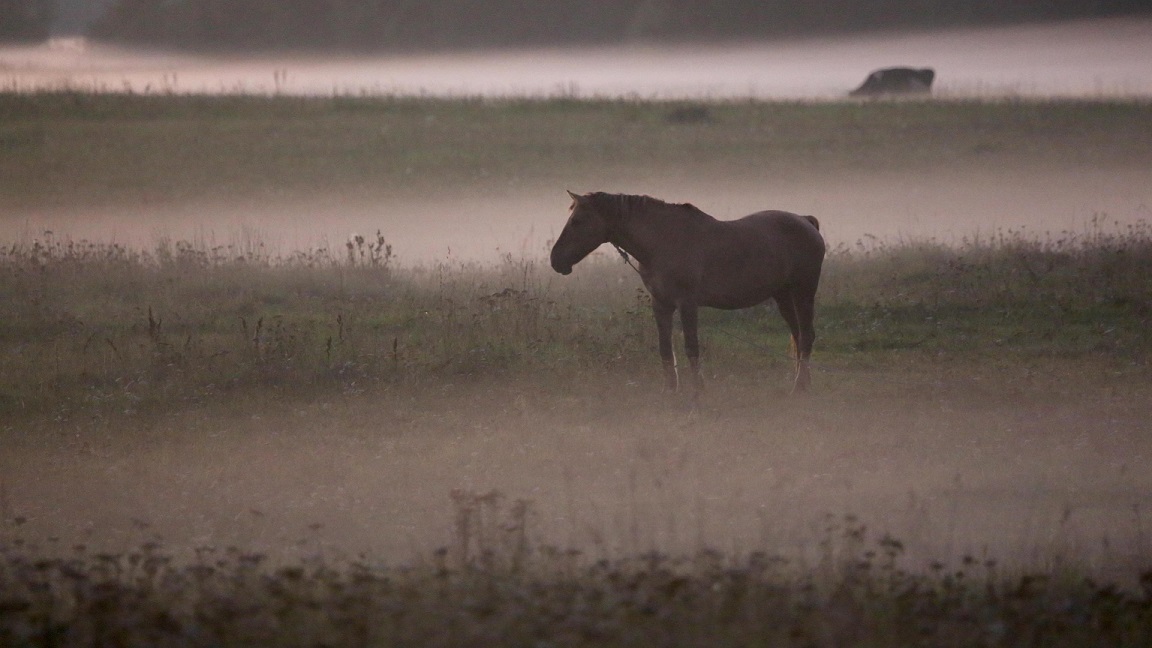 Mambo: cavallo Argentino, castrone, pezzato