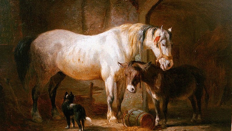 Cavalli, asini, muli, zebre e bardotti…separati in casa?