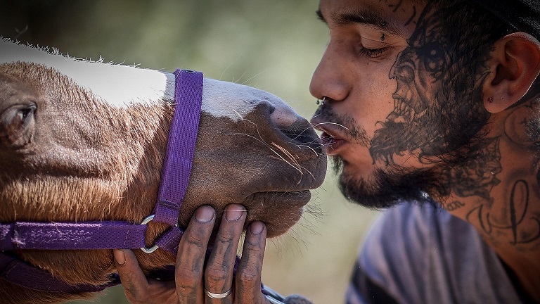 Aprani, che salva cavalli e altri animali in Argentina