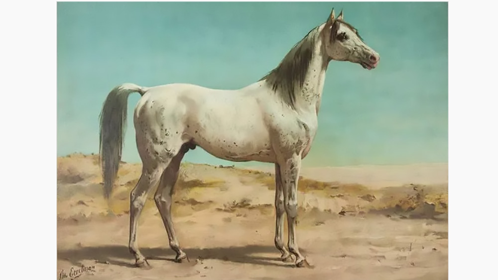 Shopping a tanti zeri tra edizioni rare di libri equestri