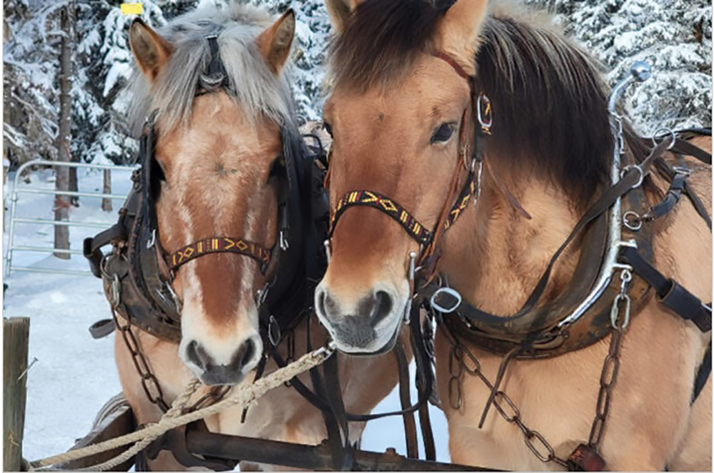 Lieto fine a Vancouver per Jack e Jill