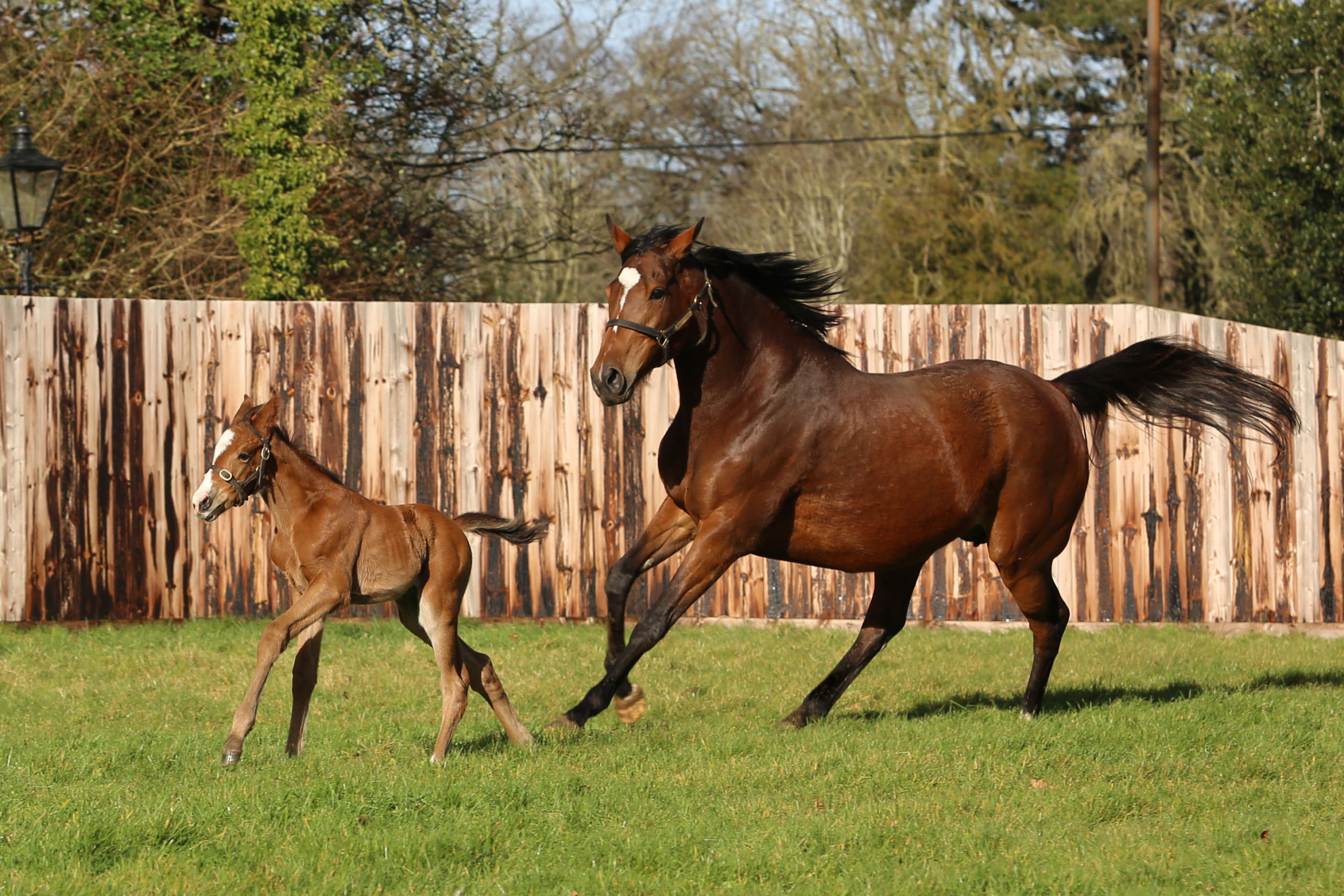 Mamma Enable