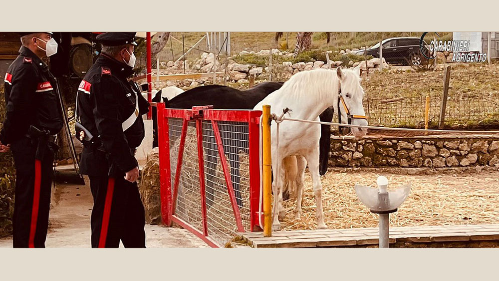 Cavalli in cronaca in Sicilia