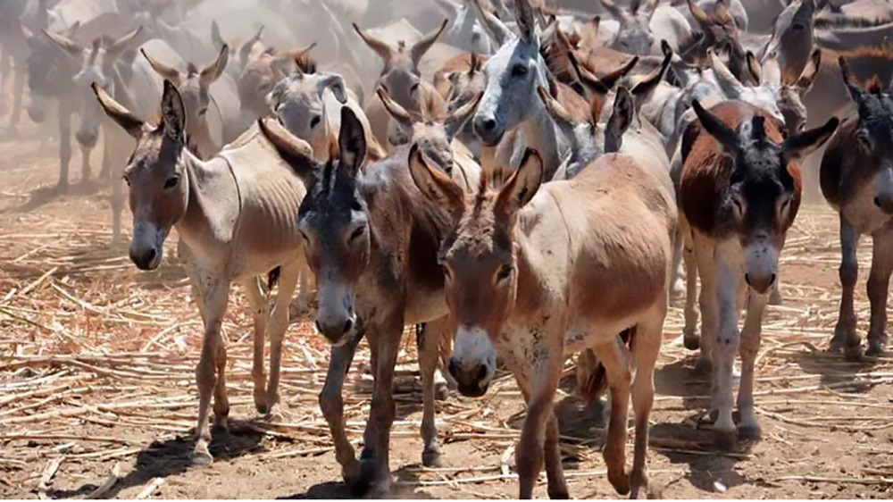 Brasile: giù le mani dagli asinelli