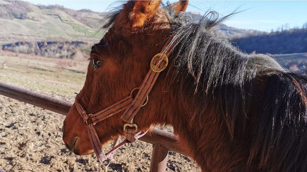 Tra Piemonte e Lombardia, una storia a lieto fine