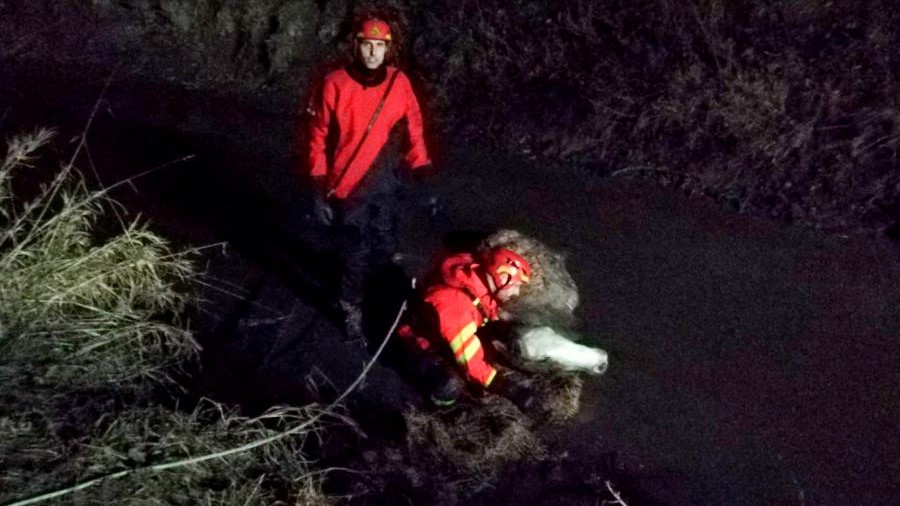 Rovigo, cavallo in un canale: i pompieri lo salvano