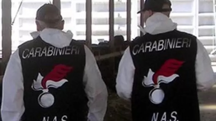 Bari, 16 puledri e un cavallo al macello senza documenti