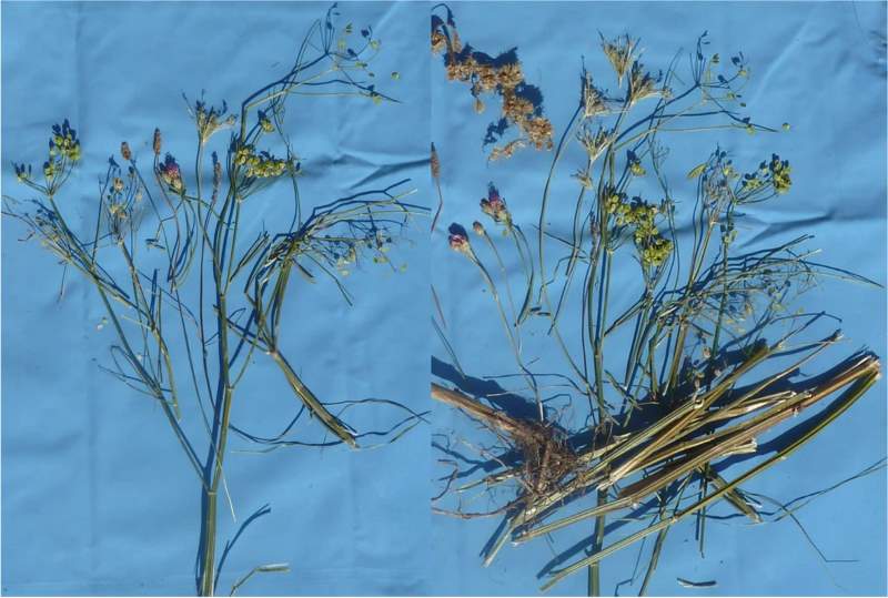 wild parsnip
