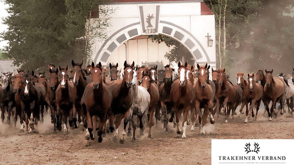Trakehner, Patrimonio dell’Umanità