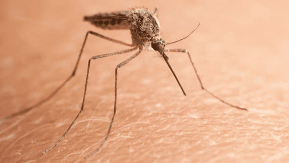 Insetti: una seccatura di stagione e anche pericolosa