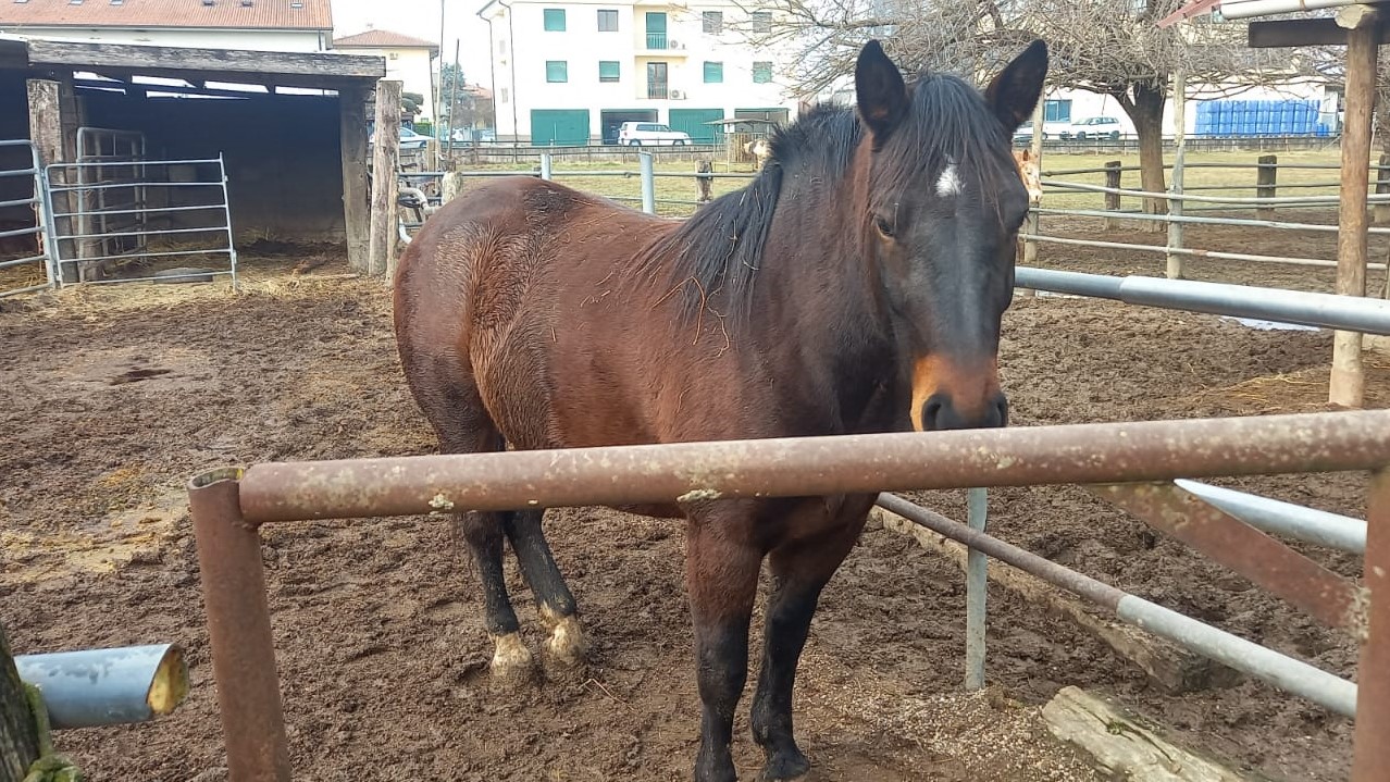 Arsiè, buone notizie: niente macello per i cavalli e l’asino!