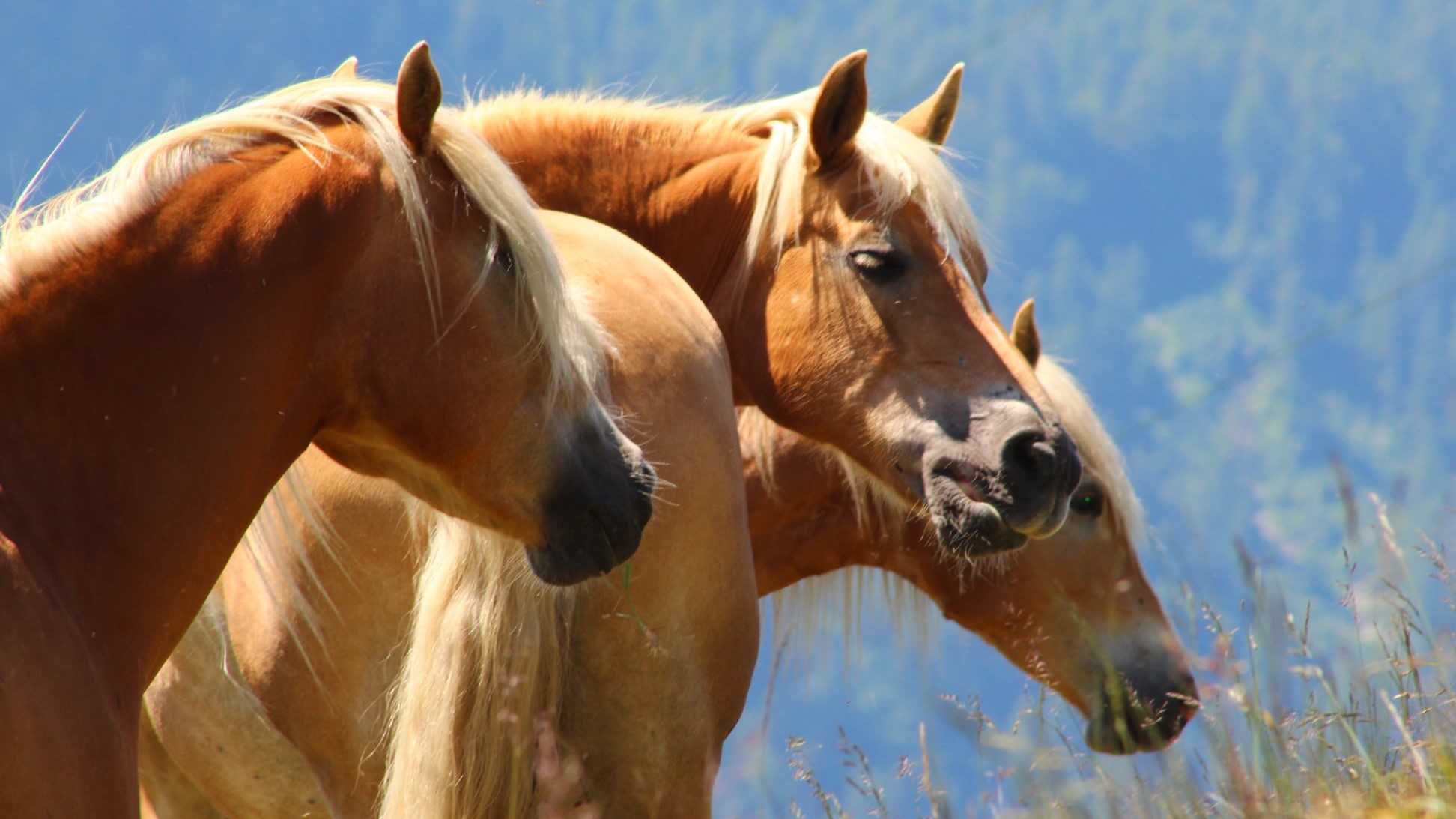 A Travagliato la 83° Mostra Nazionale del cavallo Haflinger