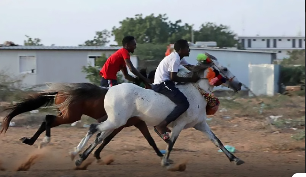 Un seme di speranza che si chiama cavallo