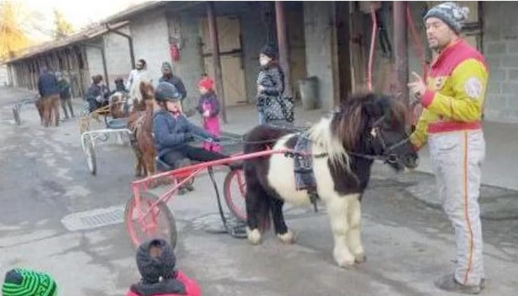 Padova: i pony del trotto sono rimasti senza casa