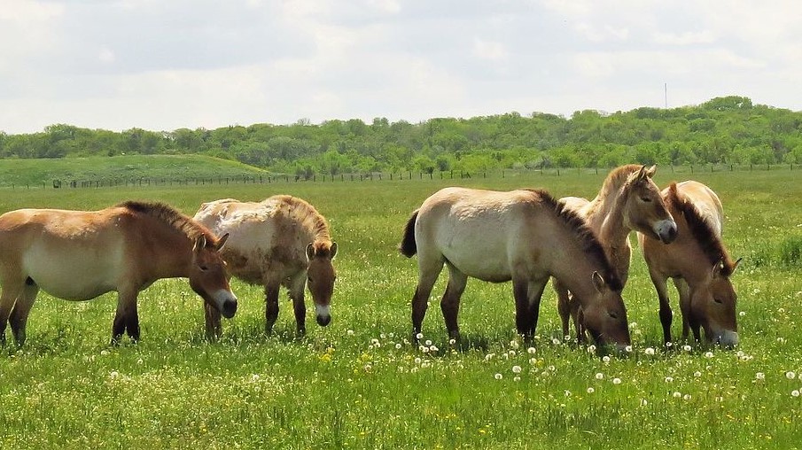Ucraina: la guerra mette in pericolo anche i cavalli delle riserve naturali