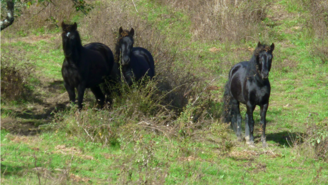 Cavalli italiani per i centri ippici del Veneto: progetto “Razze Autoctone” al via