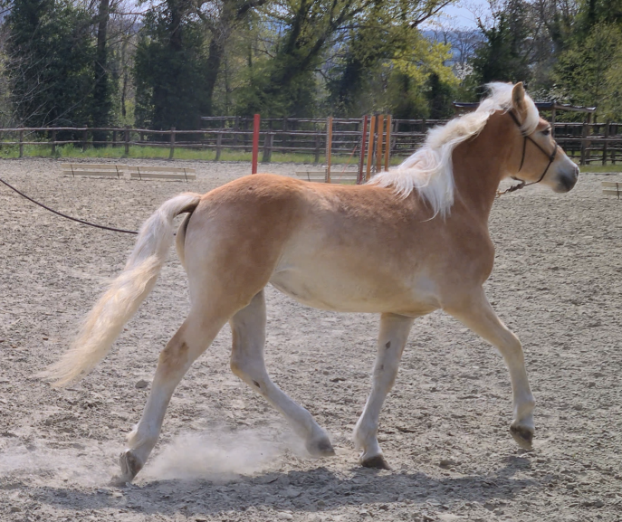 Haflinger2