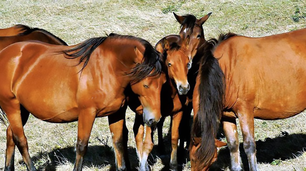 Catria: arriva la legge regionale