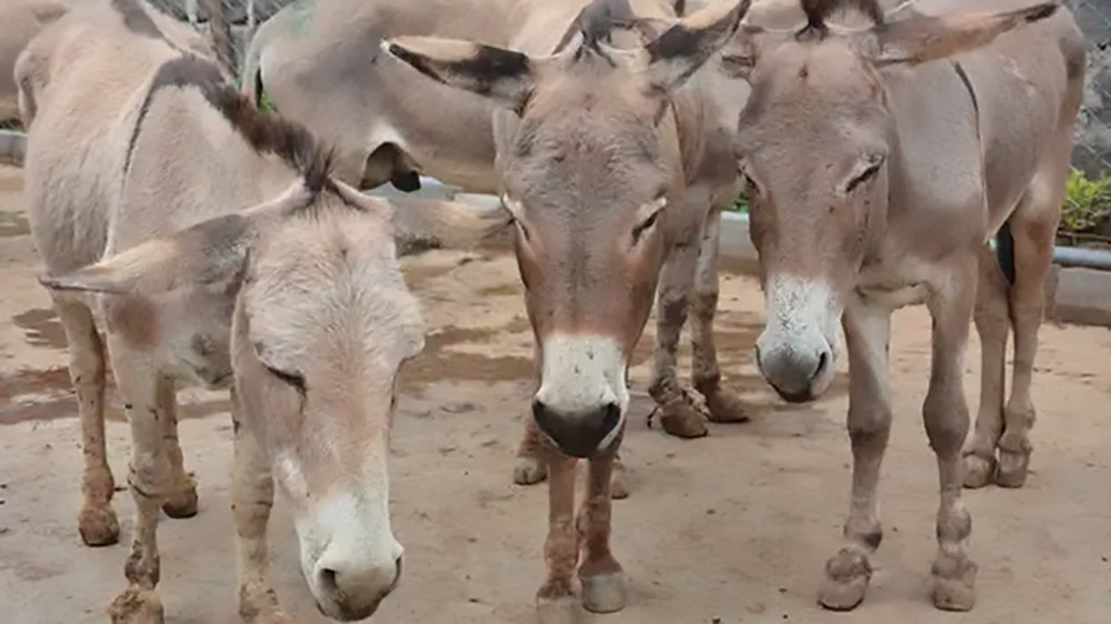 Non toccate gli asinelli: servono per vivere