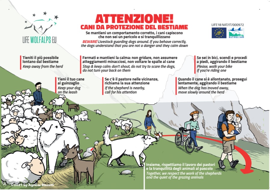 cani da protezione