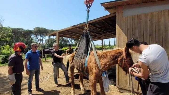 Livorno: Vigili del Fuoco aiutano il cavallo…e anche il veterinario!