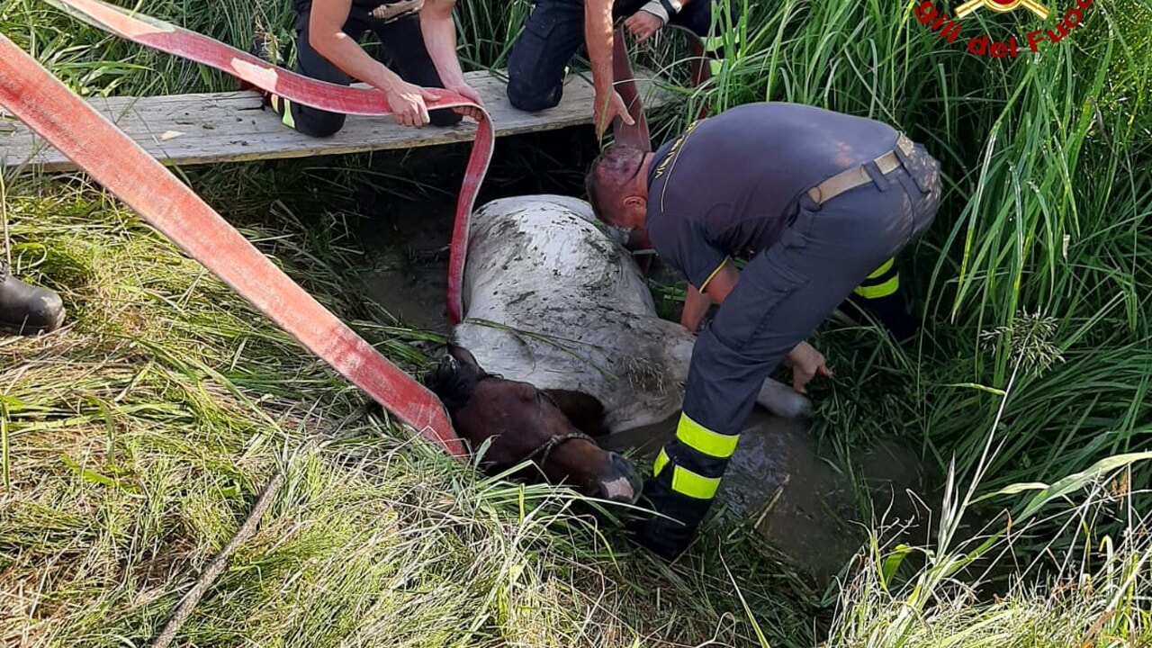 Treviso: pony nel fosso, i Vigili del Fuoco lo salvano